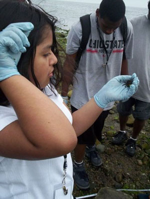 Collecting Crabs